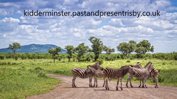 Safari di Taman Nasional Kruger